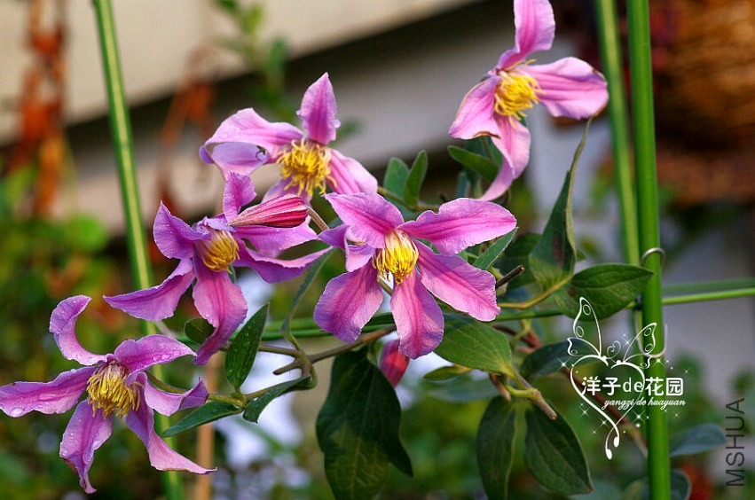 IMGP6033.JPG