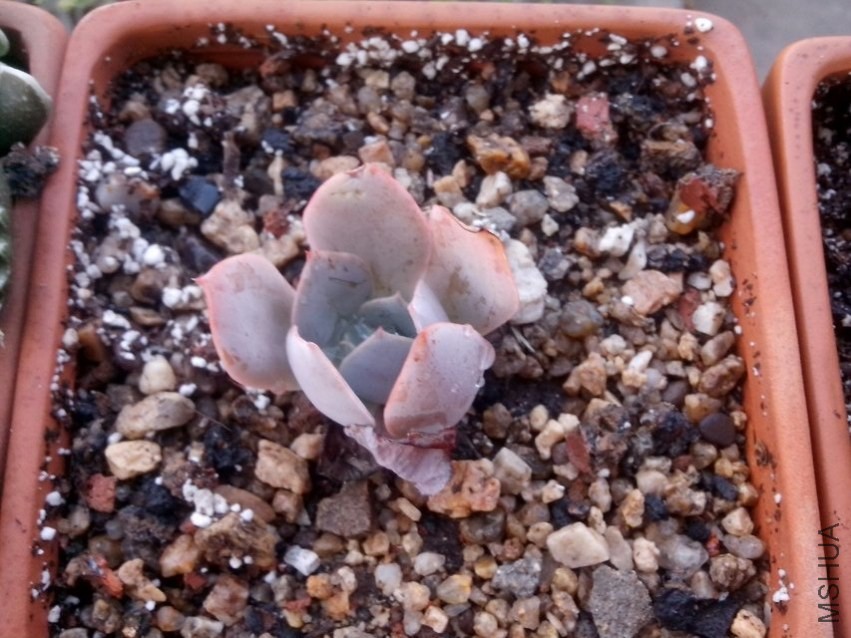 psb (7).jpg