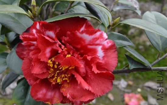 ���þ����̵�ͼƬ