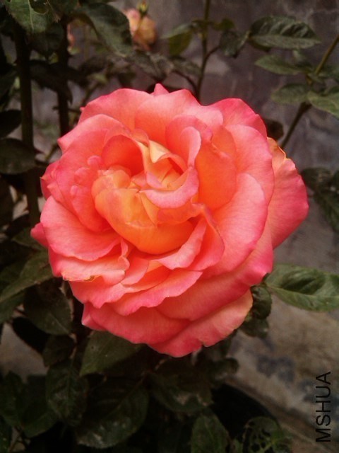 IMG_20130513_063317.jpg