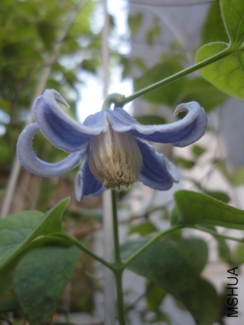 Fascination����.JPG