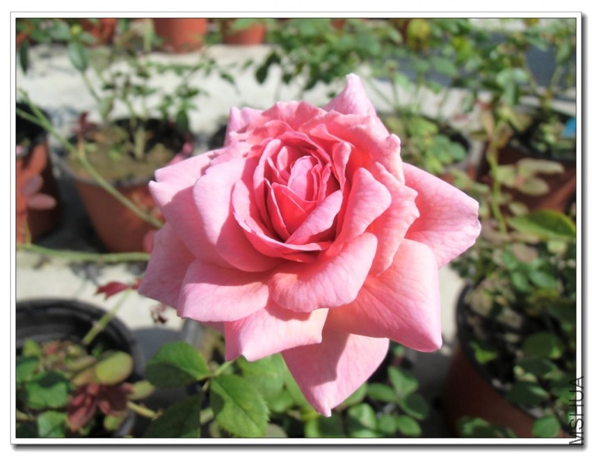 CIMG0458_����.jpg