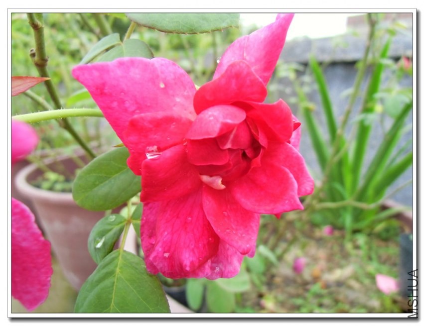 CIMG0485_����.jpg