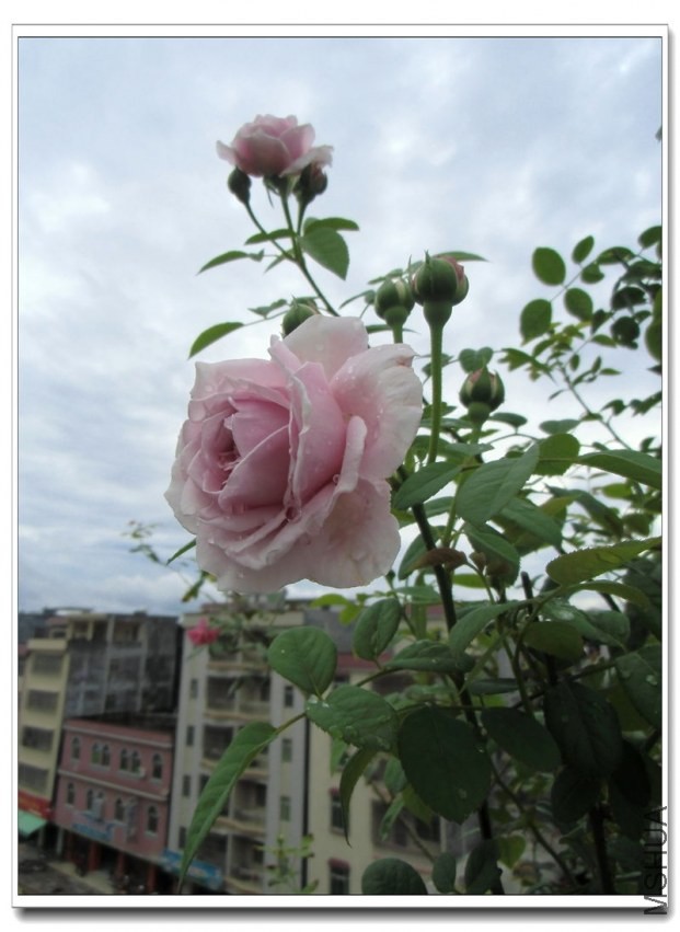 CIMG0479_����.jpg