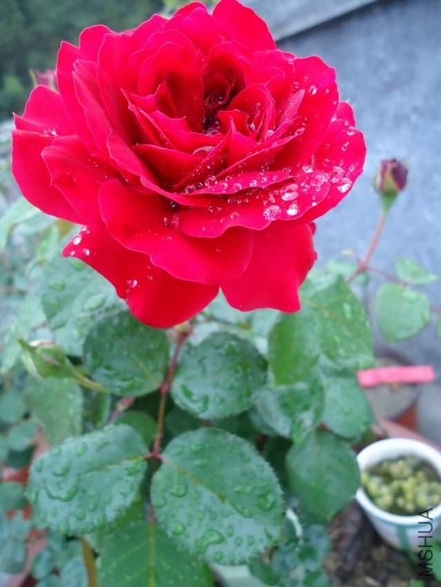 DSC03459.JPG