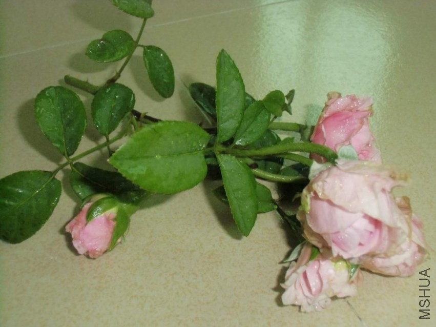 CIMG0381.JPG