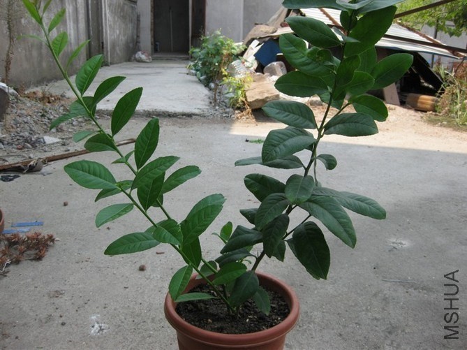 ��ˮ�����ֳ�����