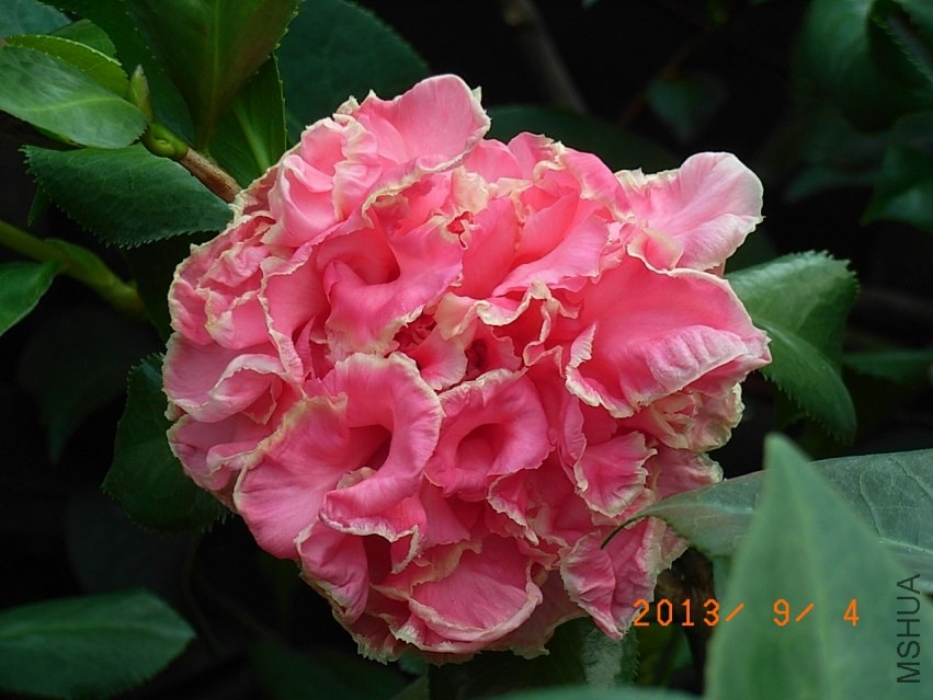 R9255548.JPG