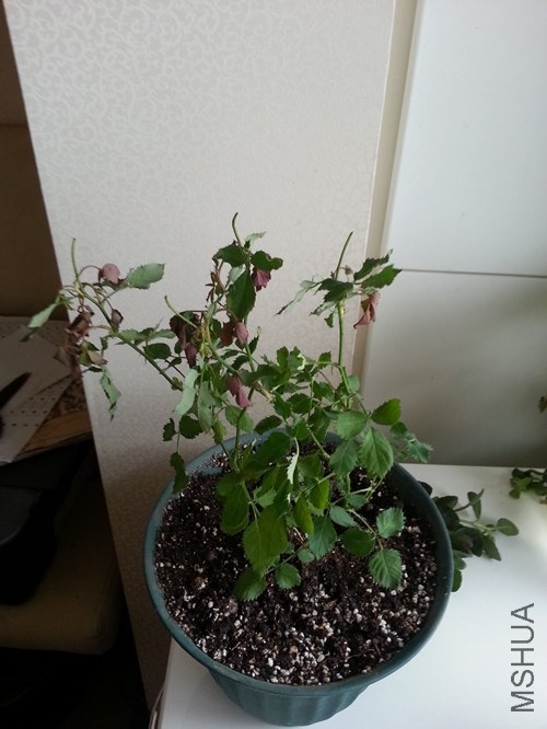 20130904_155424_����.jpg
