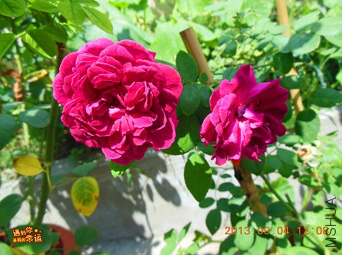 ��Ƭ 007_����.jpg