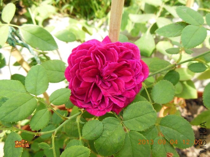 ��Ƭ 009_����.jpg