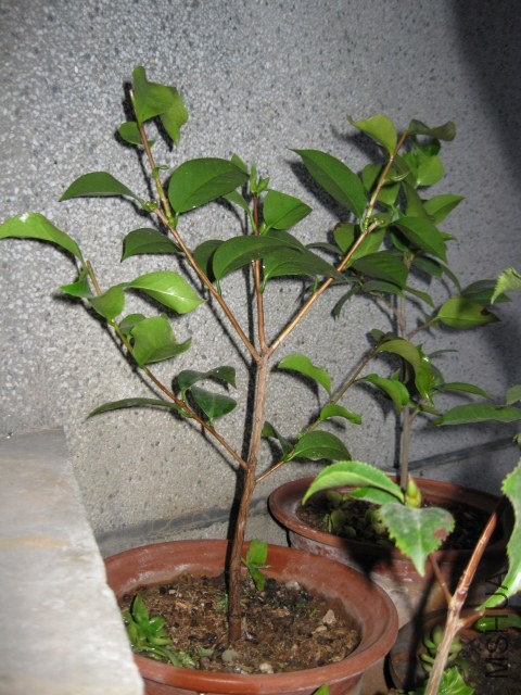 ��ʯ����Ը�� (6).JPG