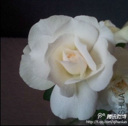 ���ǵ�һ���Ļ�����ͼƬ�Ҳ����ˣ����񷢹�΢�����ʹ�΢���Ͻ�ͼ����