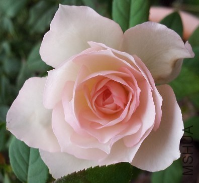 ����ǽ��쿪��Ŷ������ɫ���������~