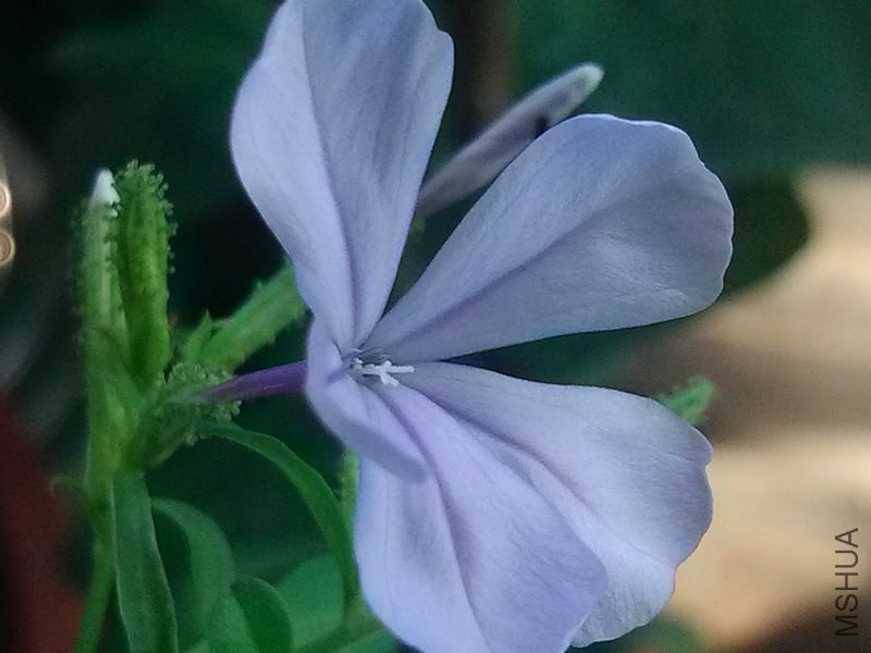 IMG_20130828_075054.jpg