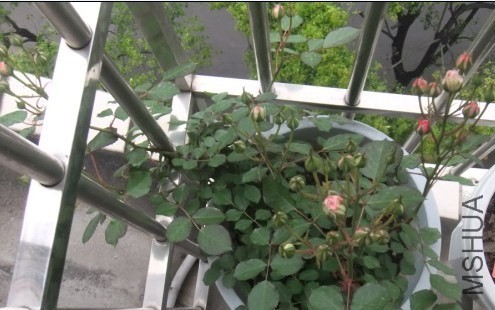 ���ǽ��괺��ʱ�������