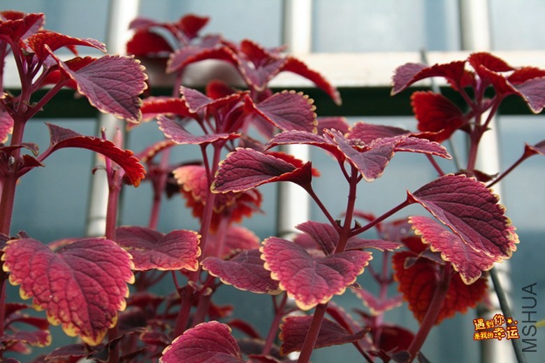 ��Ƭ 174_����.jpg