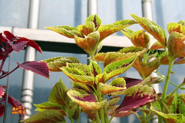 ��Ƭ 175_����.jpg