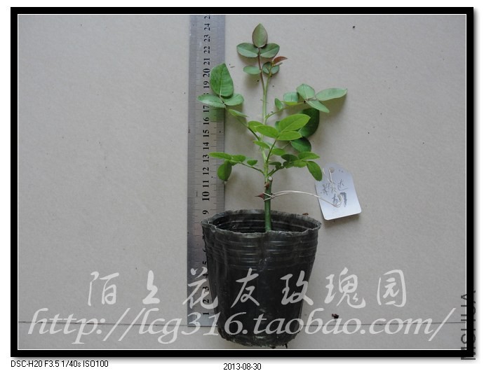 nEO_IMG_DSC05218.jpg
