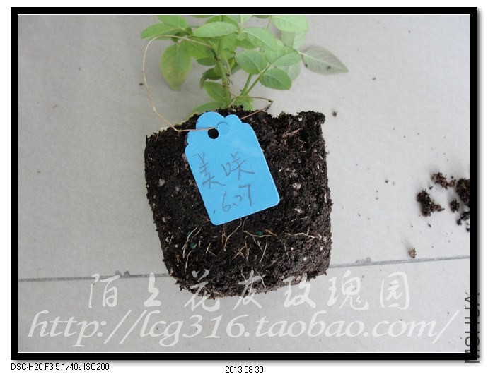 nEO_IMG_DSC05229.jpg