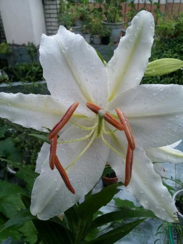 G.jpg