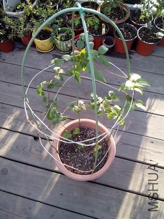 IMG_20130902_063811.jpg