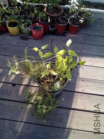 IMG_20130902_063823.jpg