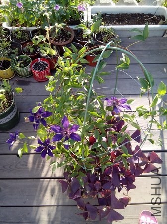IMG_20130902_063842.jpg