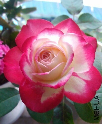 IMG20130516150959.jpg
