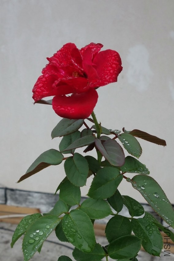 ����8��-ȫ��