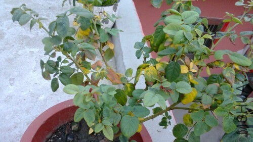 IMG20130907183313.jpg