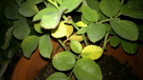 IMG20130907183335.jpg