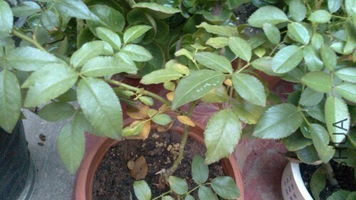 IMG20130907183344.jpg
