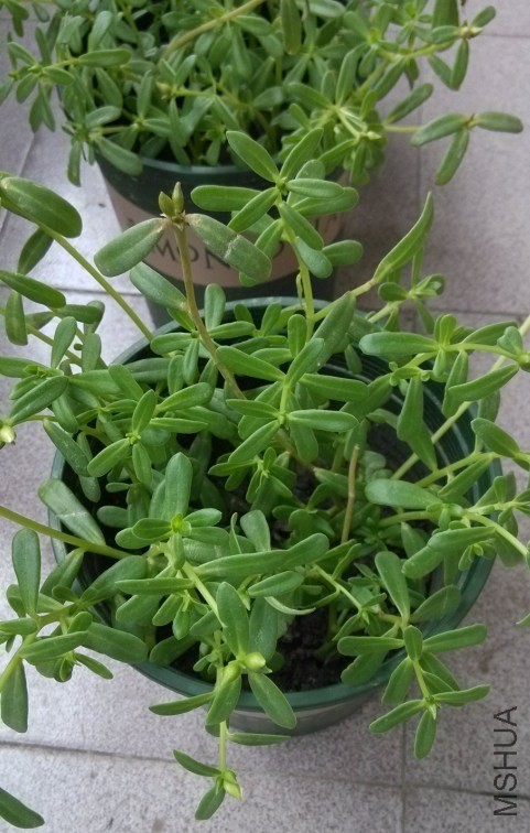 һ��̫����