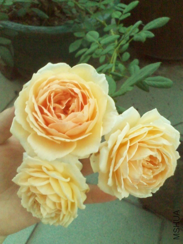 QQͼƬ20130908153735.jpg