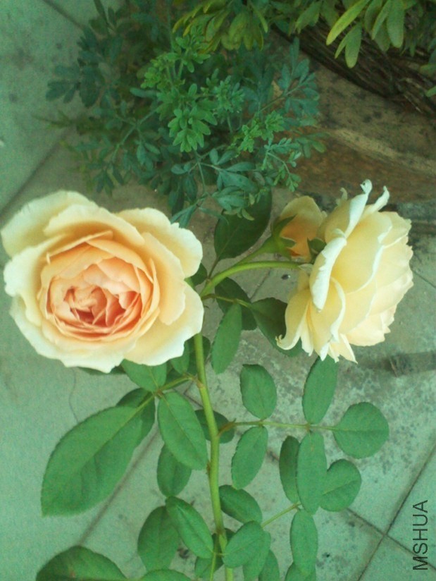 QQͼƬ20130908153438.jpg