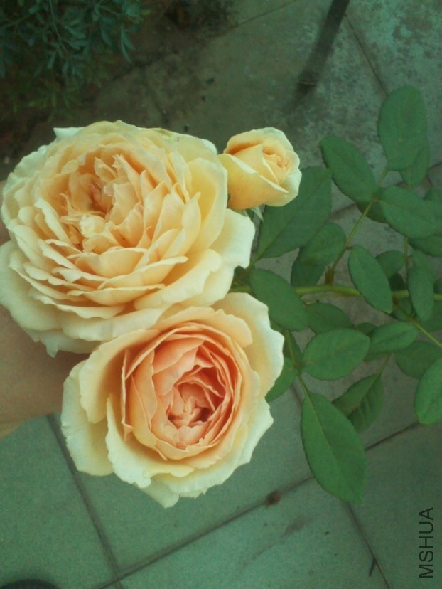 QQͼƬ20130908153456.jpg