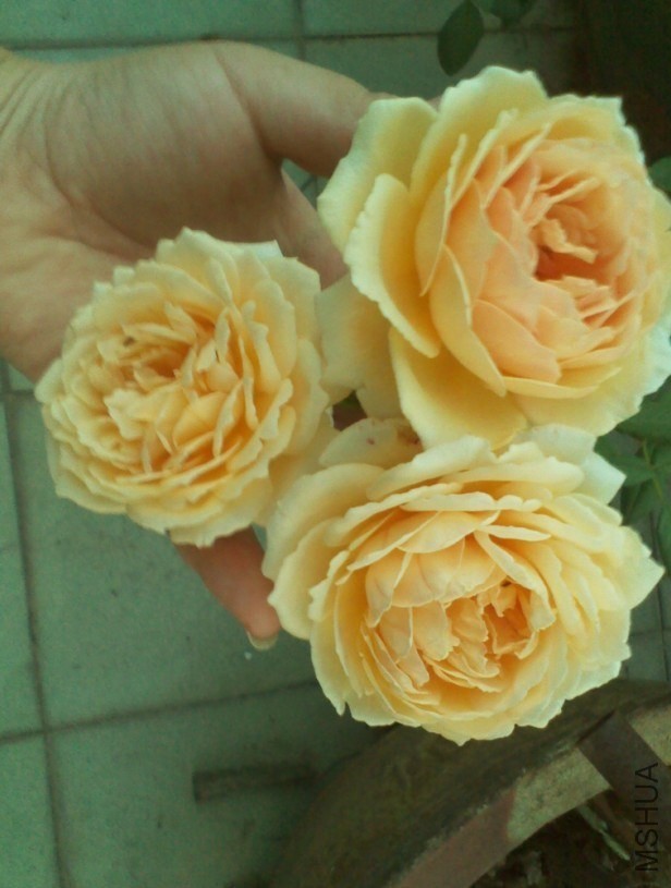 QQͼƬ20130908153514.jpg