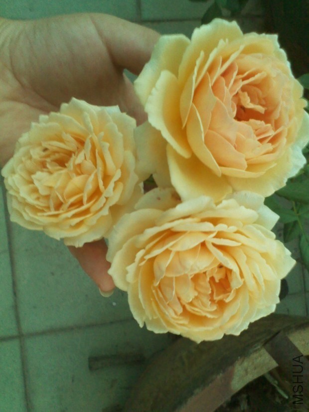 QQͼƬ20130908153533.jpg