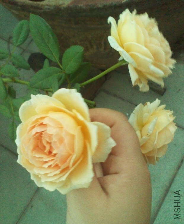 QQͼƬ20130908153721.jpg