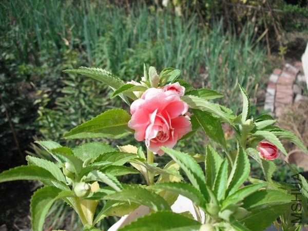 DSCF8003.JPG