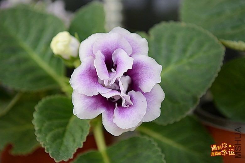 ��Ƭ 019_����.jpg