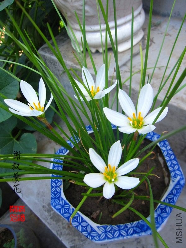 �׻�����IMG_3177.JPG