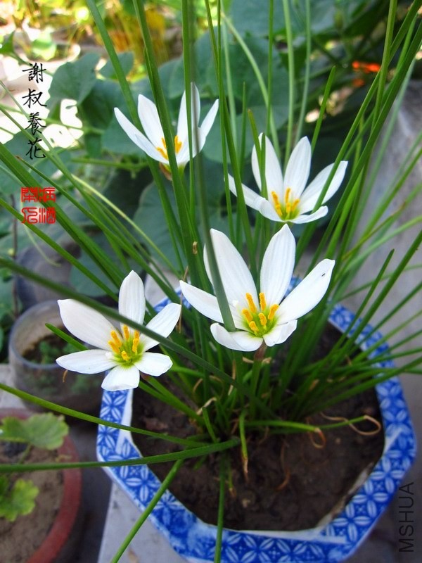 �׻�����IMG_3189.JPG