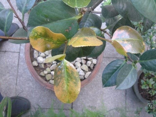 DSC00631.JPG