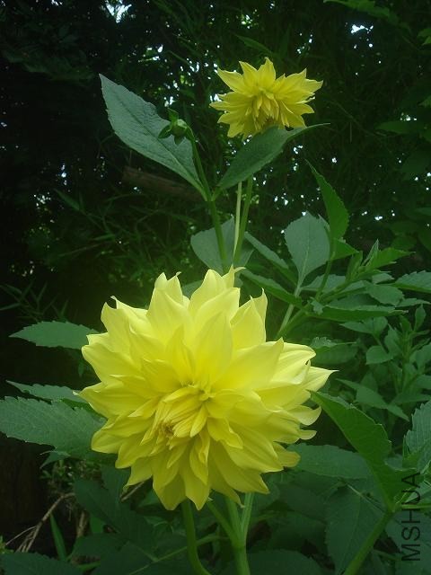 DSC00388.JPG