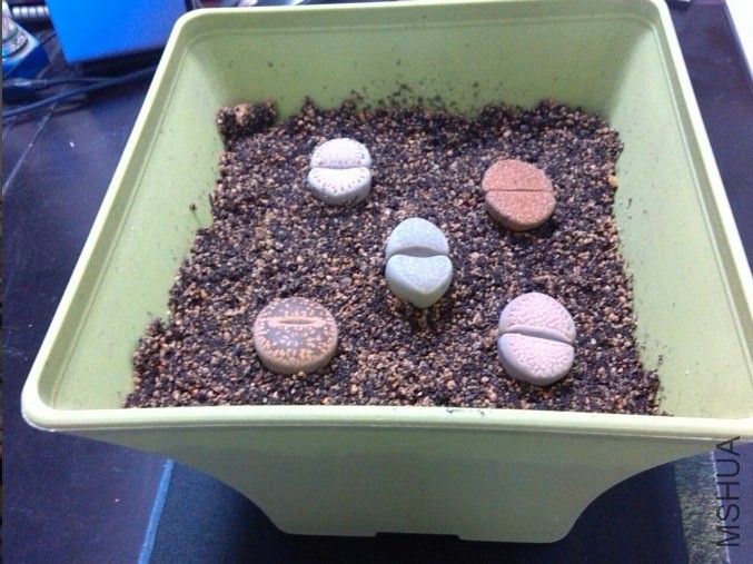 PP���˺����ǵļ�