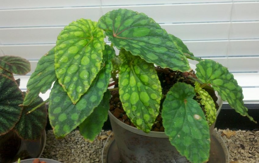 Begonia chlorosticta.jpg
