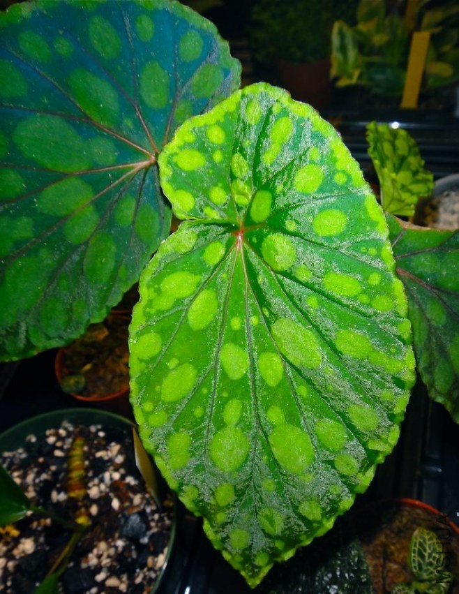 Begonia chlorosticta1.jpg