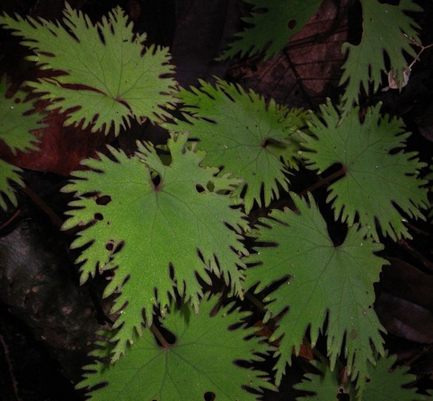 lyallii-var-lyallii-f-masoalensis.jpg
